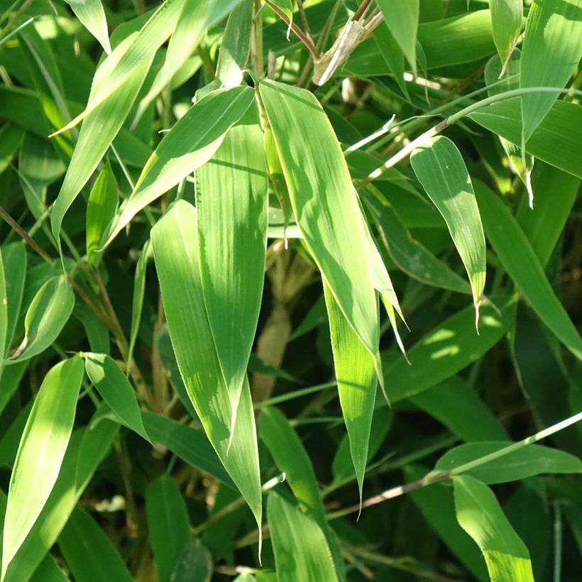 Fargesia murielae Ivory Ibis - Bambou non traçant (Feuillage)