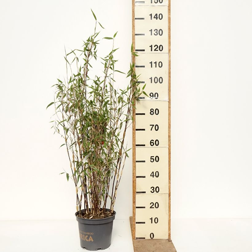 Spécimen de Fargesia murielae Red Zebra - Bambou non traçant Pot de 7,5L/10L tel que livré au printemps