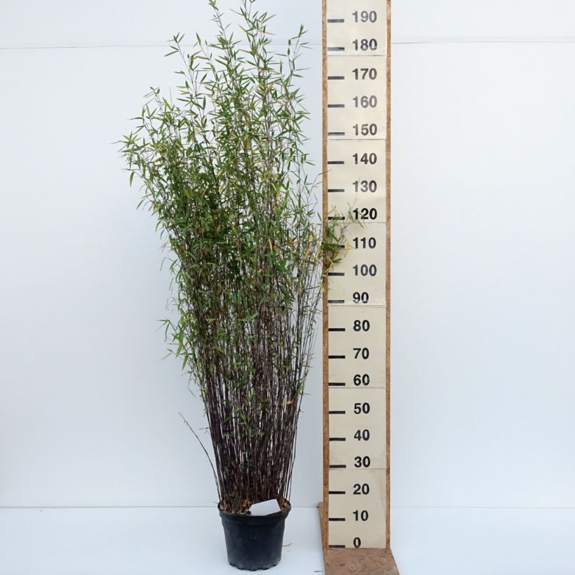 Spécimen de Fargesia nitida Gansu - Bambou non traçant Pot de 7,5L/10L tel que livré en automne