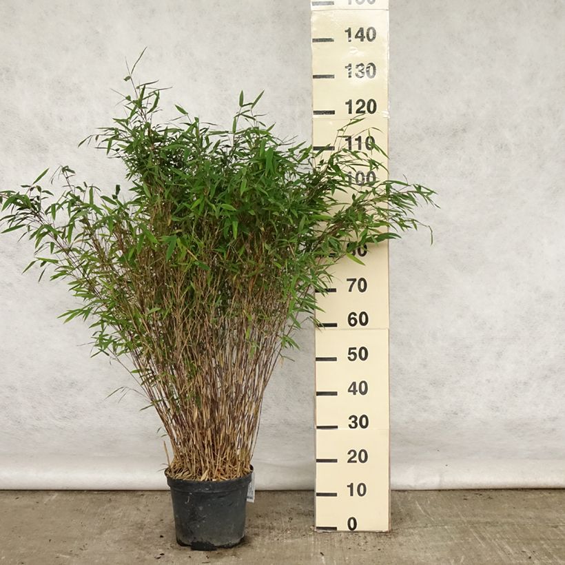 Spécimen de Fargesia nitida Gansu - Bambou non traçant Pot de 7,5L/10L tel que livré en été