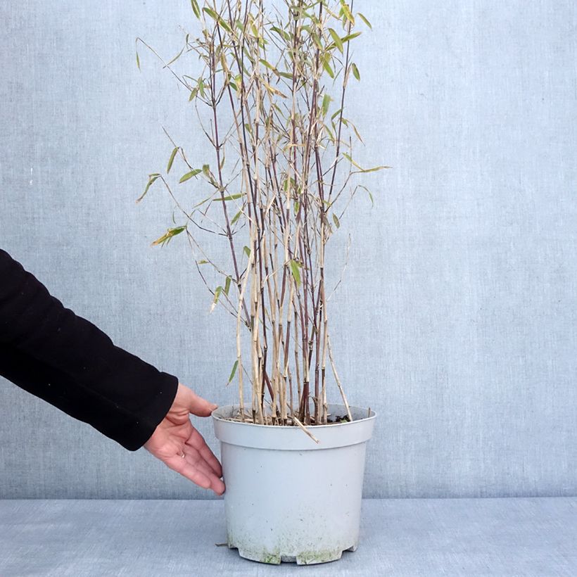 Example of Fargesia nitida Trifina Black - Bambou non traçant Pot de 4L/5L as you get in hiver