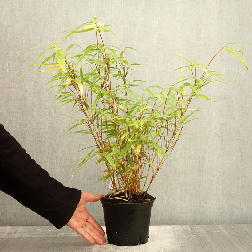 Spécimen de Fargesia robusta Formidable Pot de 1,5L/2L tel que livré en automne