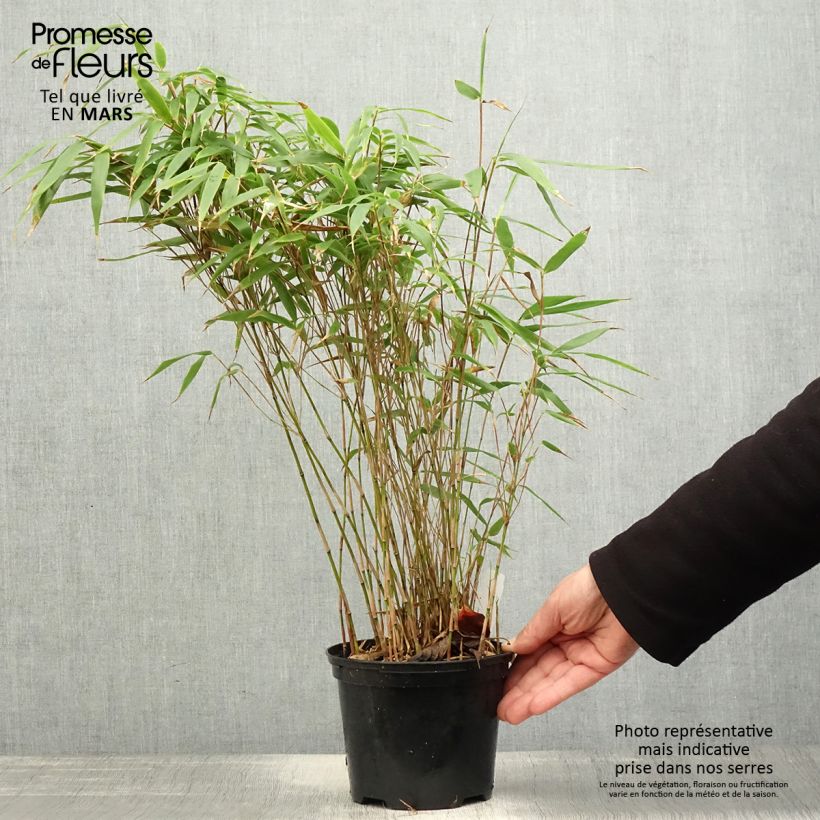 Example of Fargesia robusta Formidable Pot de 1,5L/2L as you get in printemps