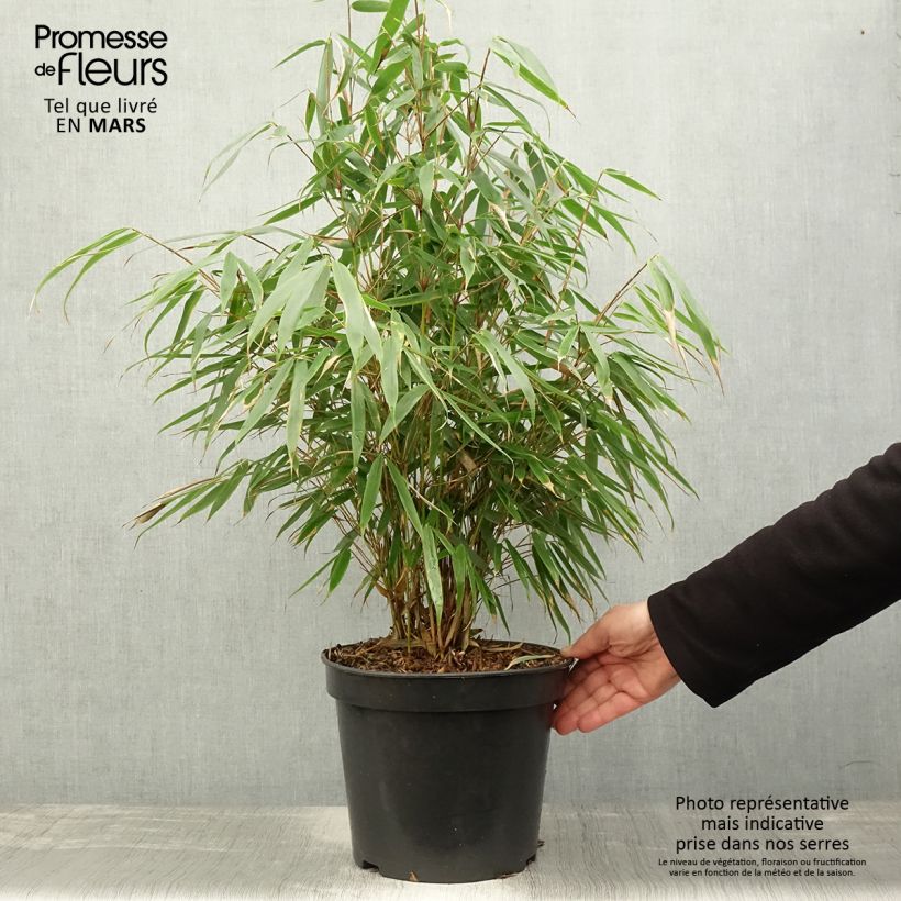 Example of Fargesia robusta Pingwu - Bambou non traçant Pot de 2L/3L as you get in printemps
