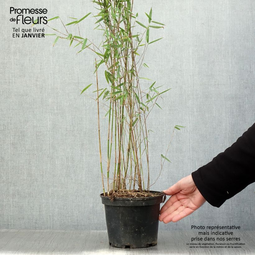 Example of Fargesia sp Jiuzhaigou Deep Purple - Bambou non traçant. Pot de 2L/3L as you get in hiver