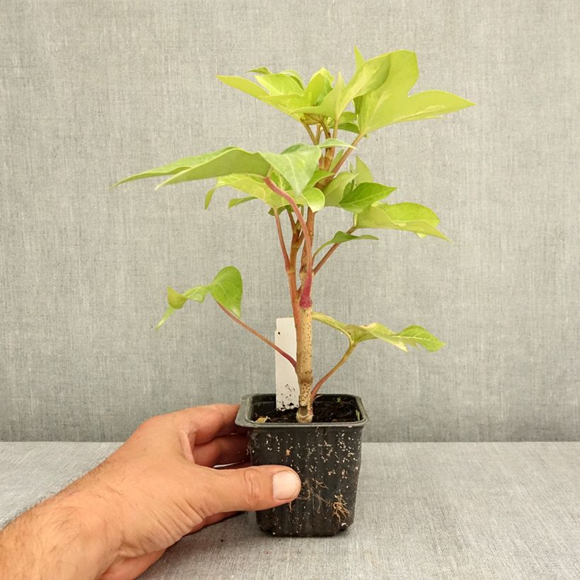 Spécimen de Fatshedera lizei Annemieke - Lierre arborescent panaché Godet de 8/9 cm tel que livré en été