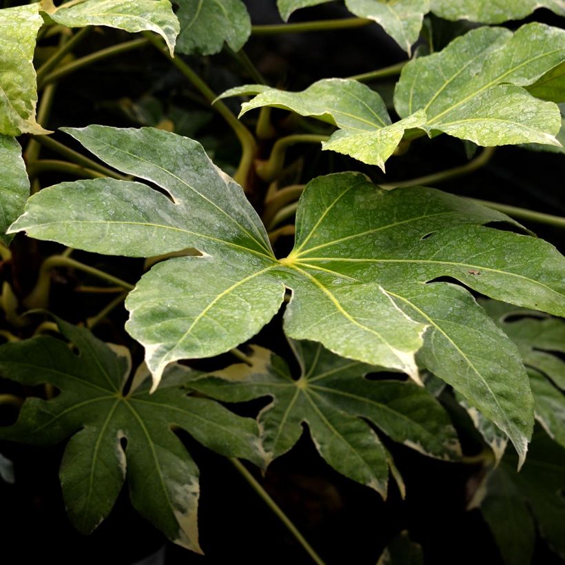 Faux-aralia - Fatsia japonica Variegata (Foliage)