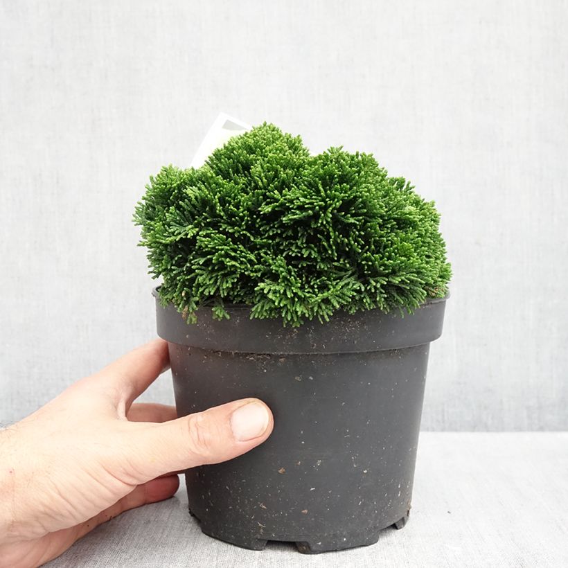 Spécimen de Faux cyprès du Japon - Chamaecyparis obtusa Juniperoides               Pot de 2L/3L tel que livré en automne