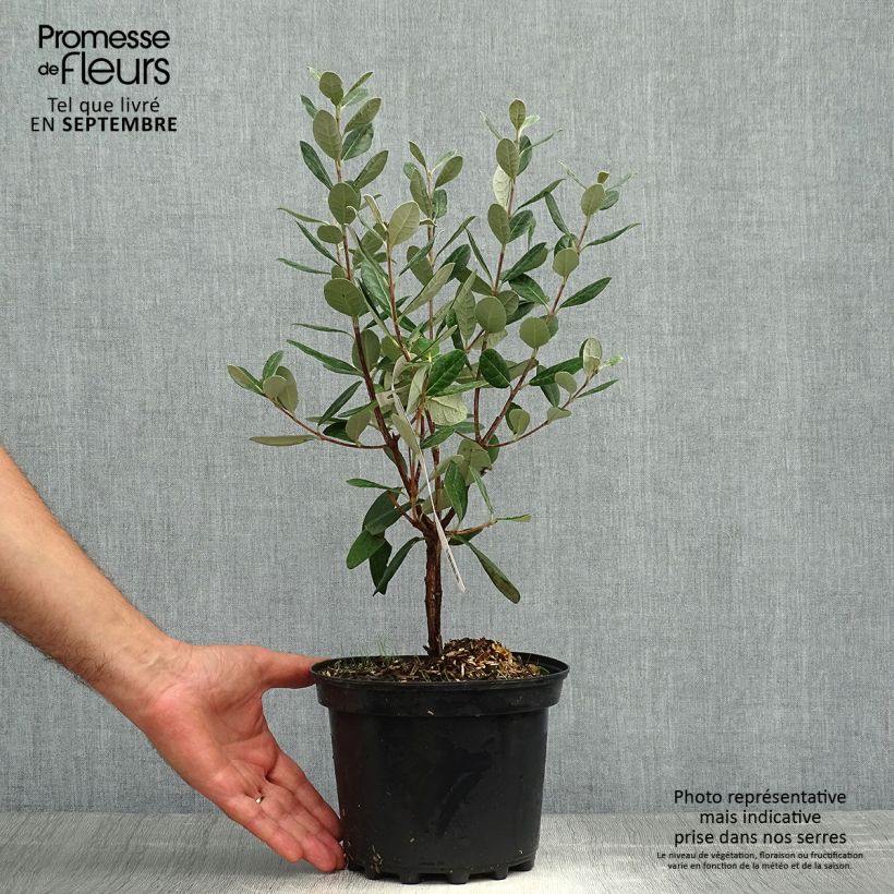 Spécimen de Feijoa ou Acca sellowiana Apollo - Goyavier du Brésil Pot de 2L/3L tel que livré en automne