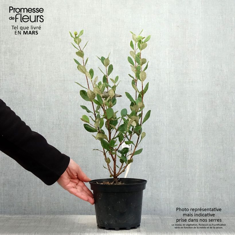 Example of Feijoa ou Acca sellowiana Apollo - Goyavier du Brésil Pot de 2L/3L as you get in printemps