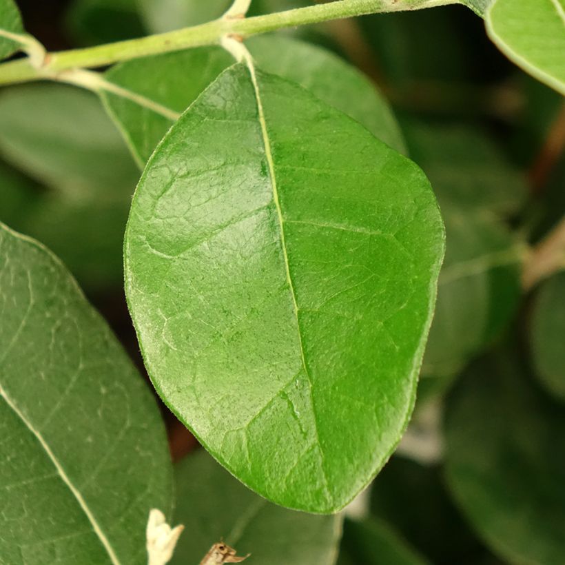 Feijoa ou Acca sellowiana Apollo - Goyavier du Brésil (Foliage)