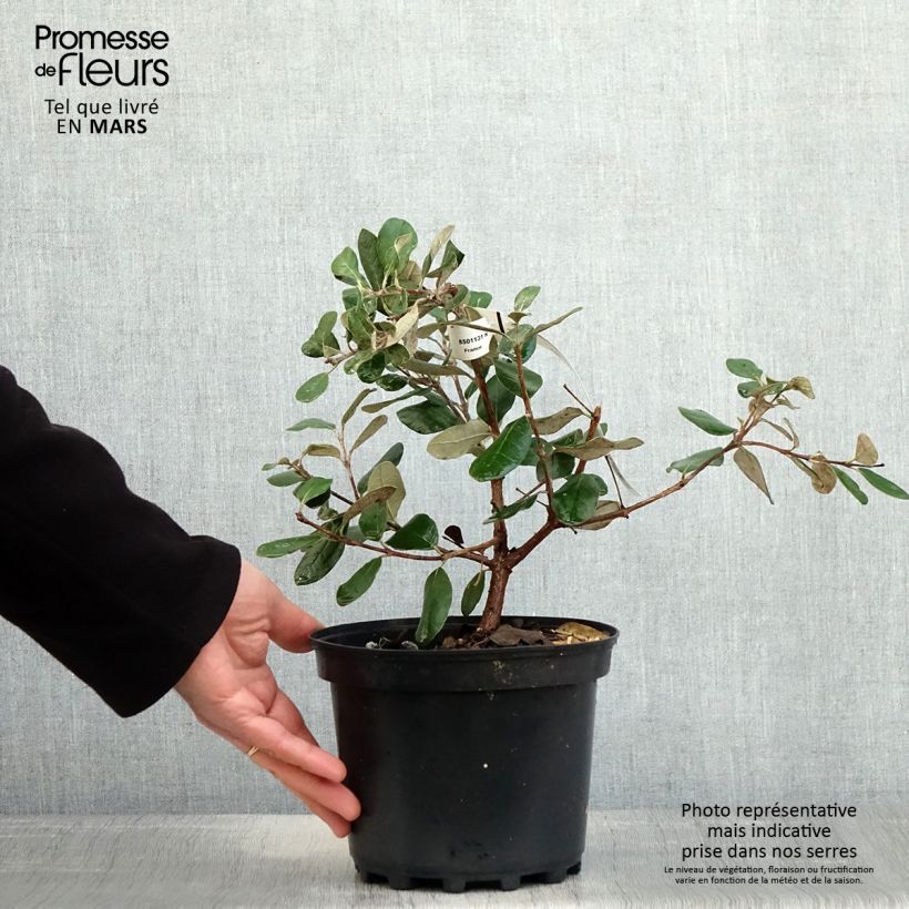 Example of Feijoa ou Acca sellowiana Mammouth - Goyavier du Brésil Pot de 3L/4L as you get in printemps