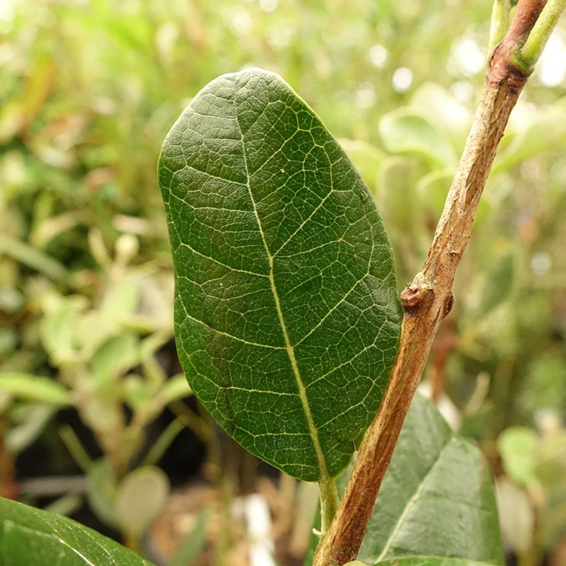 Feijoa ou Acca sellowiana Mammouth - Goyavier du Brésil (Foliage)