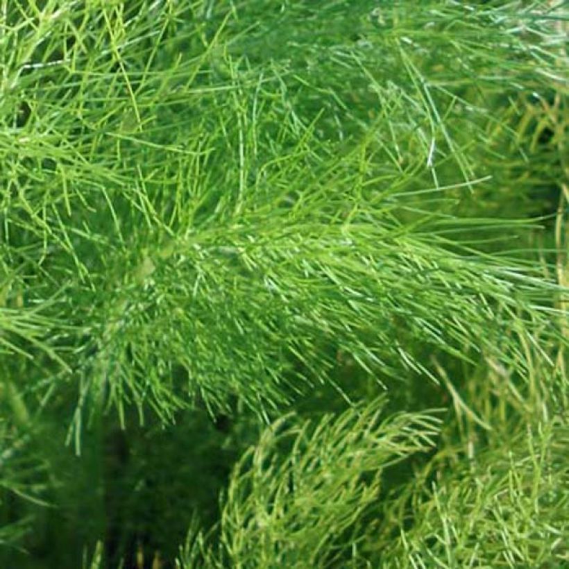 Fenouil - Foeniculum vulgare (Foliage)
