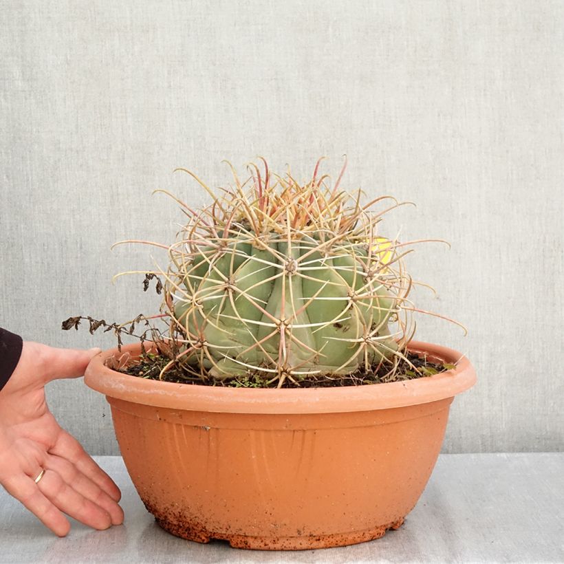 Spécimen de Ferocactus emoryi - Cactus tonneau rouge Coupe 7,5L / 10L tel que livré en automne