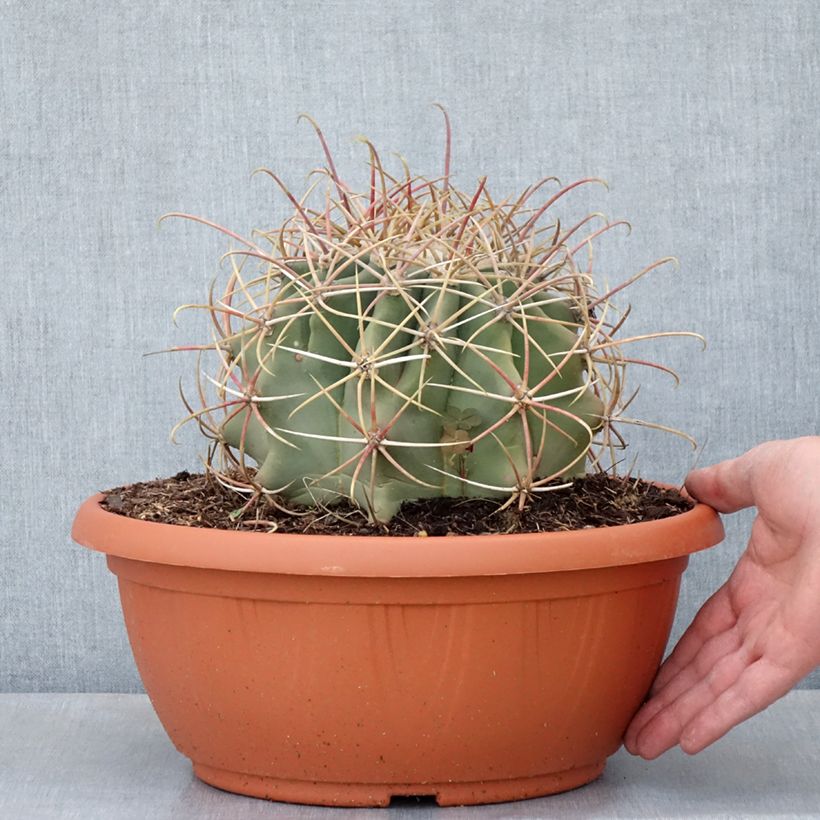 Spécimen de Ferocactus emoryi - Cactus tonneau rouge Coupe 7,5L / 10L tel que livré au printemps