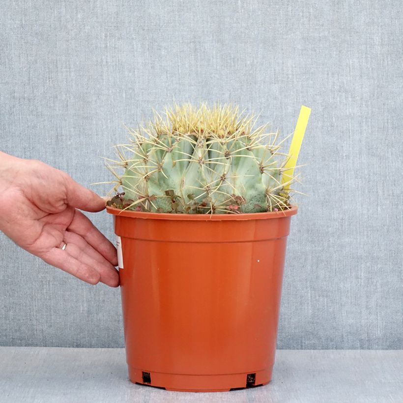 Spécimen de Ferocactus glaucescens - Cactus tonneau Pot de 4L/5L tel que livré au printemps