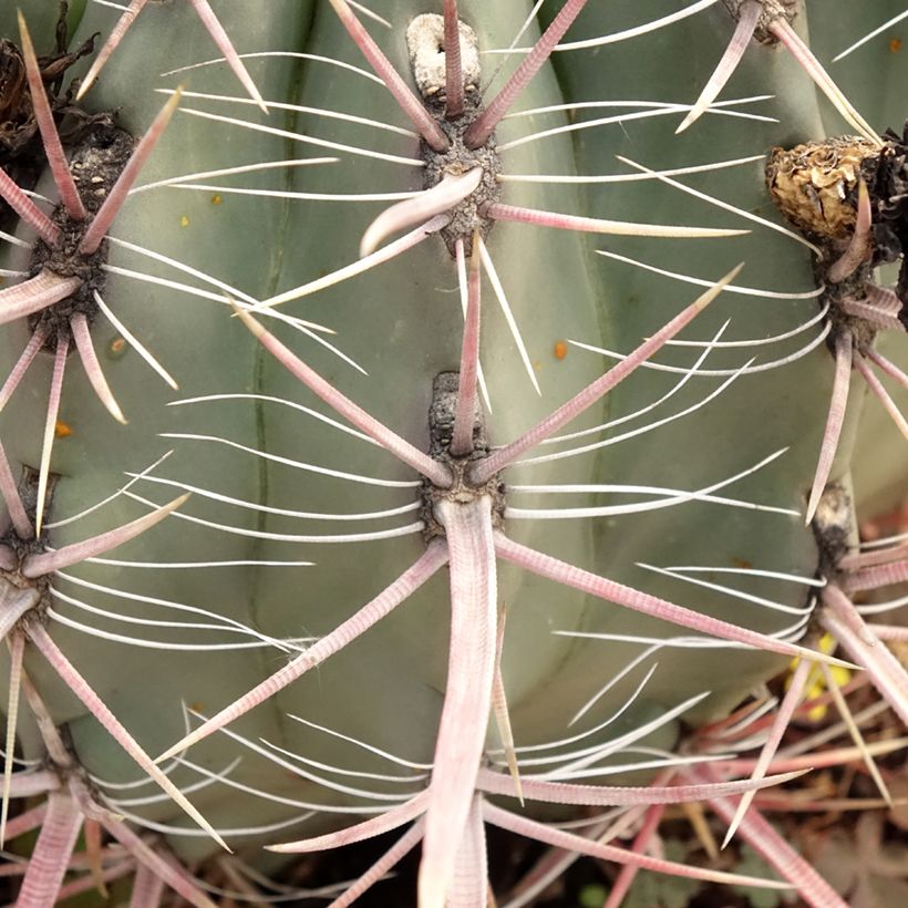 Ferocactus gracilis subsp. coloratus (Feuillage)