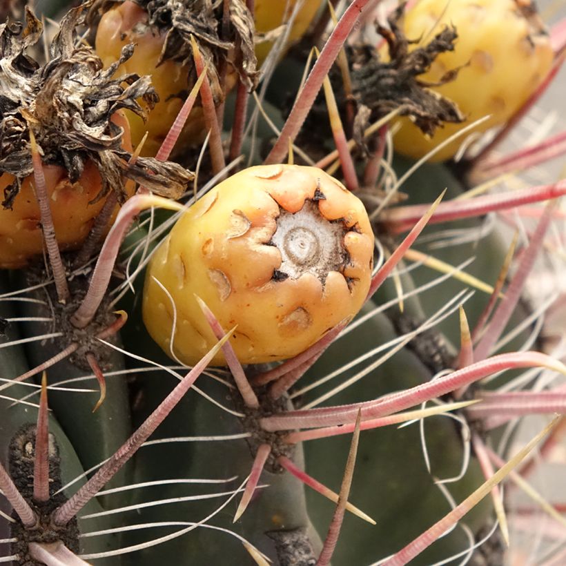 Ferocactus gracilis subsp. coloratus (Récolte)