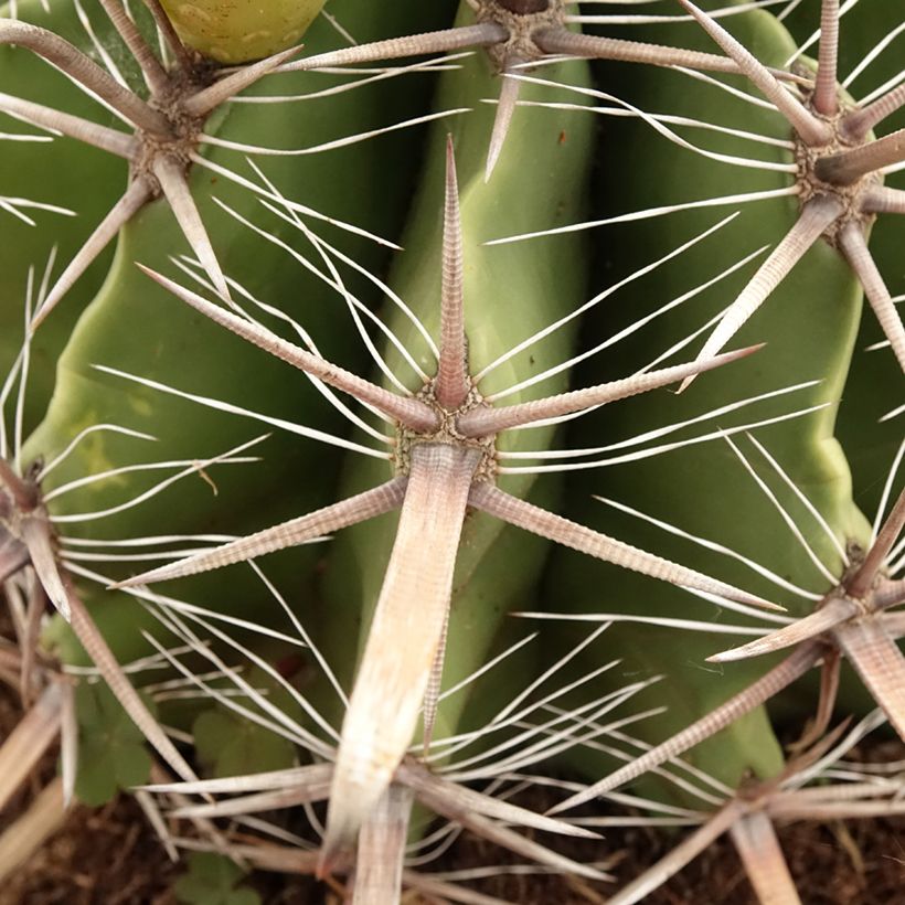 Ferocactus horridus - Cactus tonneau (Feuillage)