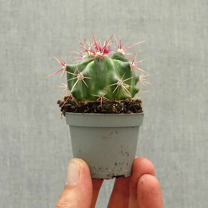 Spécimen de Ferocactus latispinus - Cactus tonneau Mini-plante tel que livré au printemps
