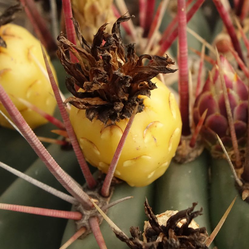 Ferocactus rectispinus - Cactus tonneau (Récolte)