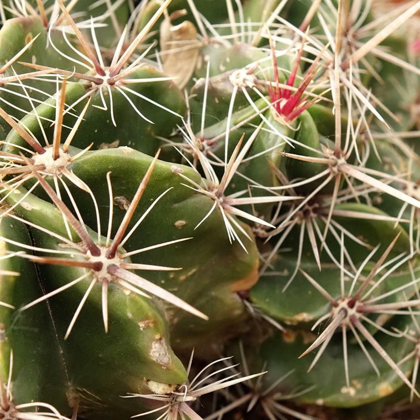 Ferocactus robustus - Cactus tonneau (Feuillage)