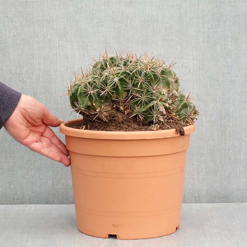 Spécimen de Ferocactus robustus - Cactus tonneau Pot de 7,5L/10L tel que livré au printemps