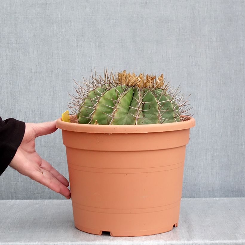 Spécimen de Ferocactus schwarzii - Cactus barrique Pot de 7,5L/10L tel que livré en automne