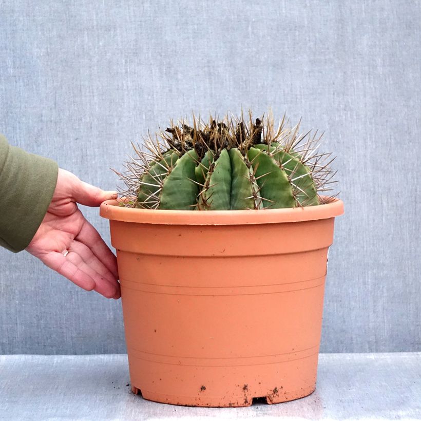 Example of Ferocactus schwarzii - Cactus barrique Pot de 7,5L/10L as you get in hiver