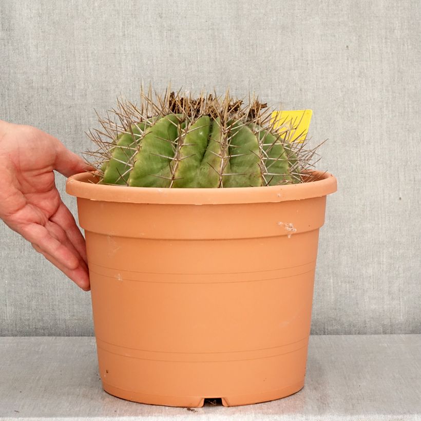 Spécimen de Ferocactus schwarzii - Cactus barrique Pot de 7,5L/10L tel que livré au printemps