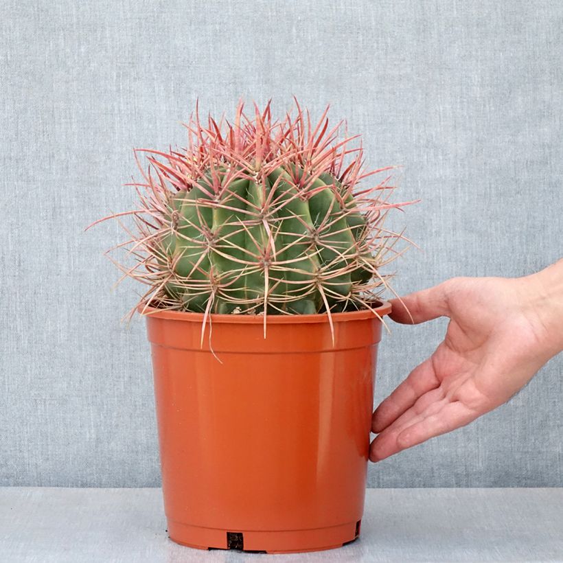 Spécimen de Ferocactus stainesii - Cactus  Pot de 4L/5L tel que livré au printemps