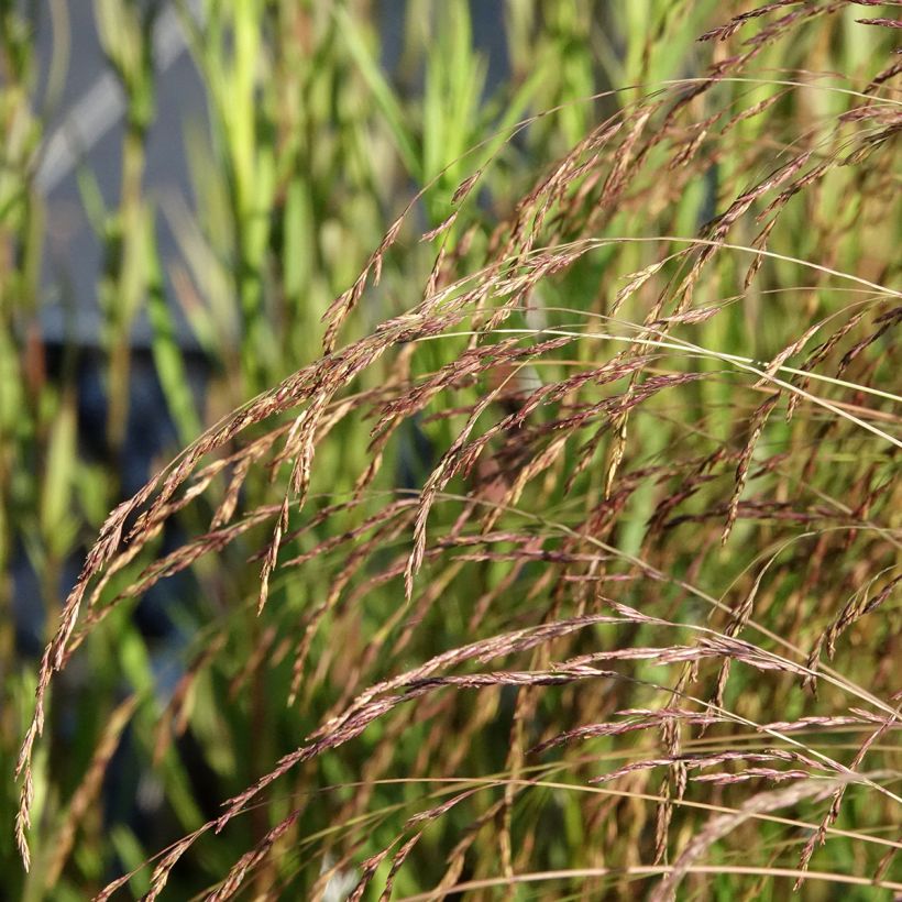Festuca amethystina - Fétuque améthyste (Floraison)