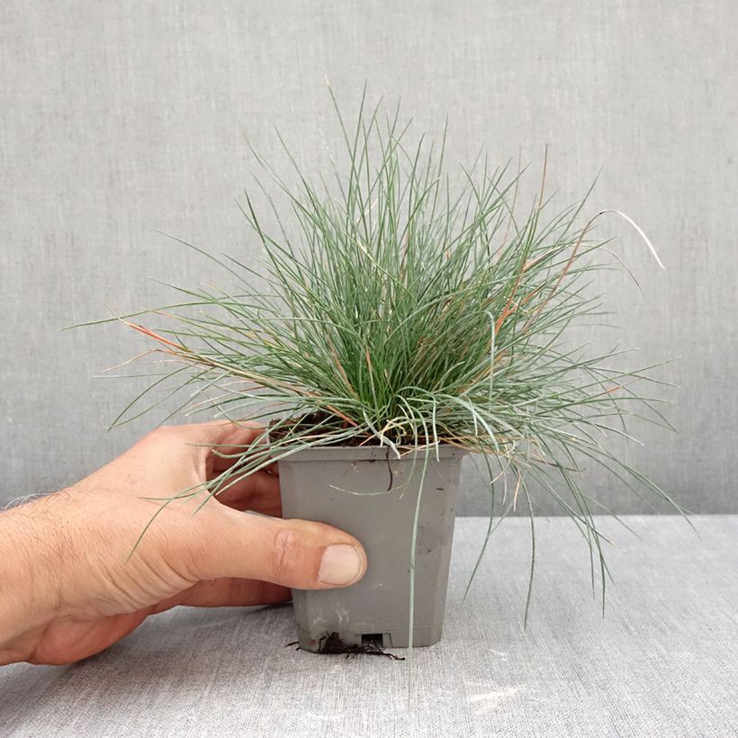 Spécimen de Festuca Intense Blue - Fétuque bleue Godet de 8/9 cm tel que livré en automne
