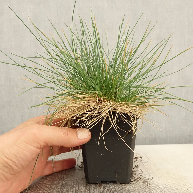Example of Festuca Intense Blue - Fétuque bleue Godet de 8/9 cm as you get in printemps
