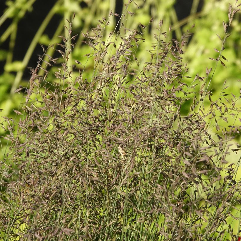 Festuca Sunrise - Fétuque (Floraison)