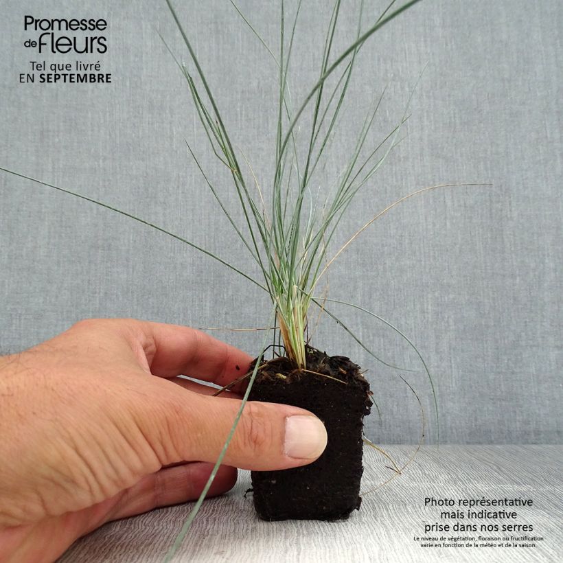 Spécimen de Fétuque bleue Easy Blue - Festuca glauca Mini-motte Ø 3/4 cm tel que livré en automne