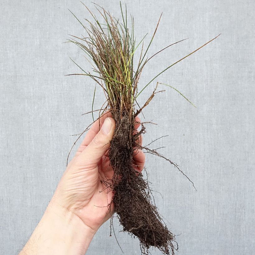 Spécimen de Fétuque bleue Elijah Blue - Festuca glauca Racines nues tel que livré en hiver