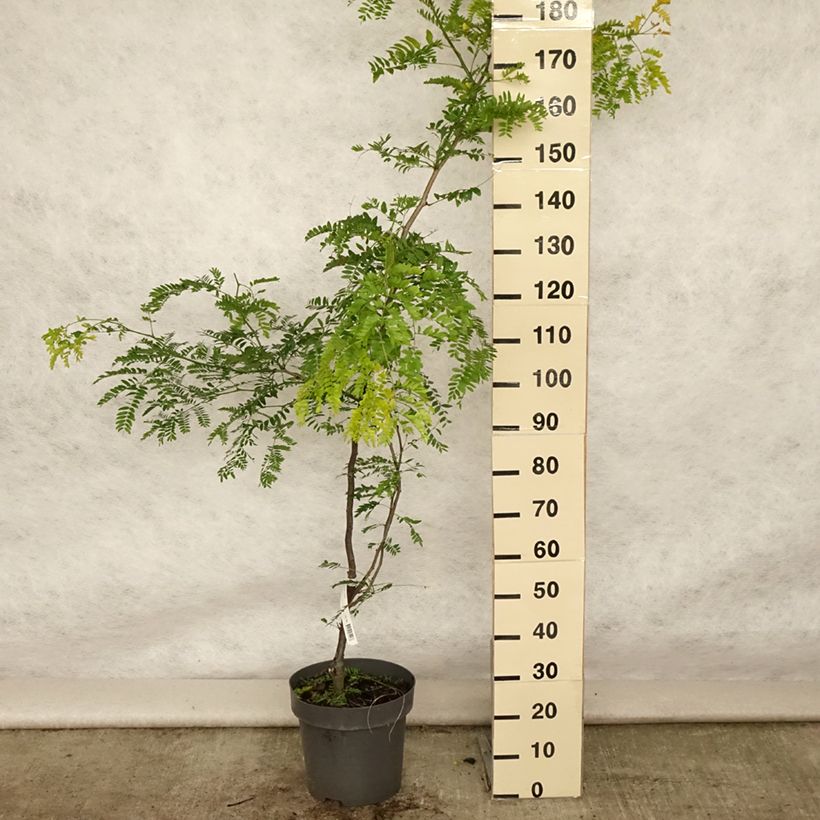 Spécimen de Févier d'Amérique doré - Gleditsia triacanthos Sunburst Pot de 7,5L/10L, Baliveau tel que livré en été