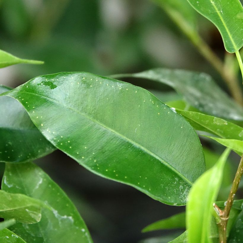 Ficus Natasja - Figuier pleureur nain (Feuillage)