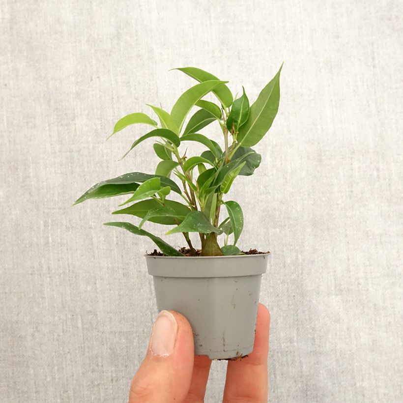 Example of Ficus Natasja - Figuier pleureur nain Mini-plante as you get in printemps