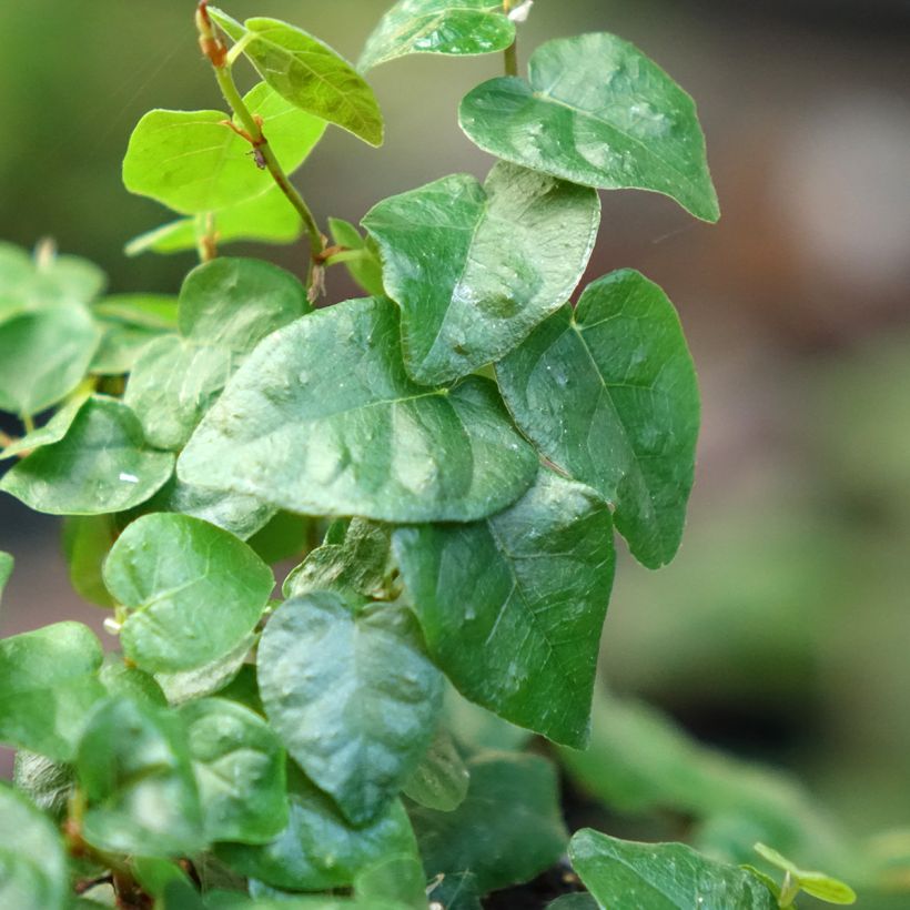 Ficus pumila Arina - Ficus nain rampant (Feuillage)