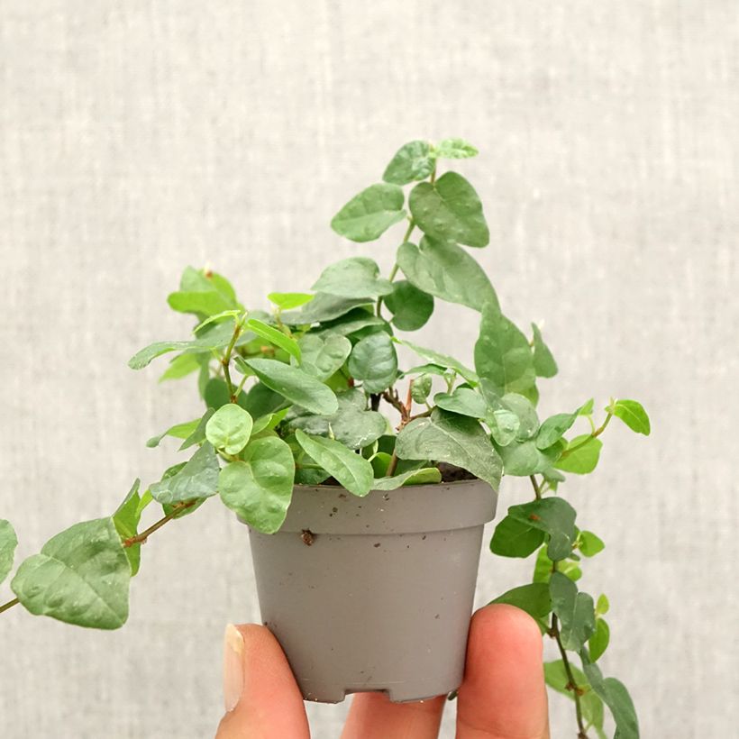 Spécimen de Ficus pumila Arina - Ficus nain rampant Mini-plante tel que livré en automne