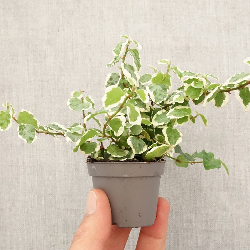 Spécimen de Ficus pumila Bellus - Ficus nain panaché Mini-plante tel que livré au printemps