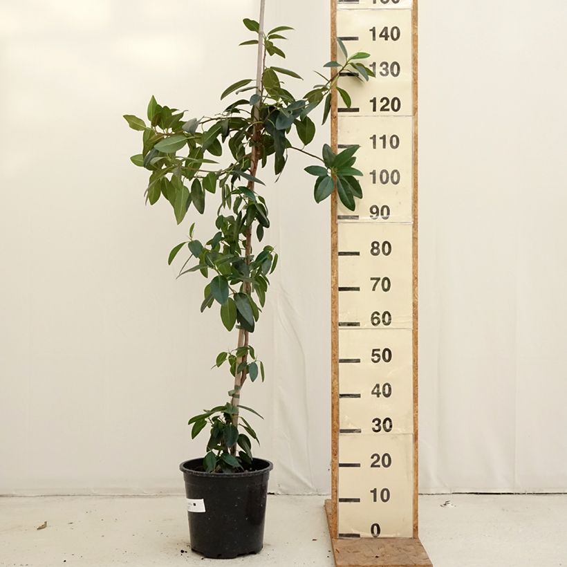 Example of Ficus rubiginosa Australis - Figuier de Port Jackson Pot de 7,5L/10L as you get in automne