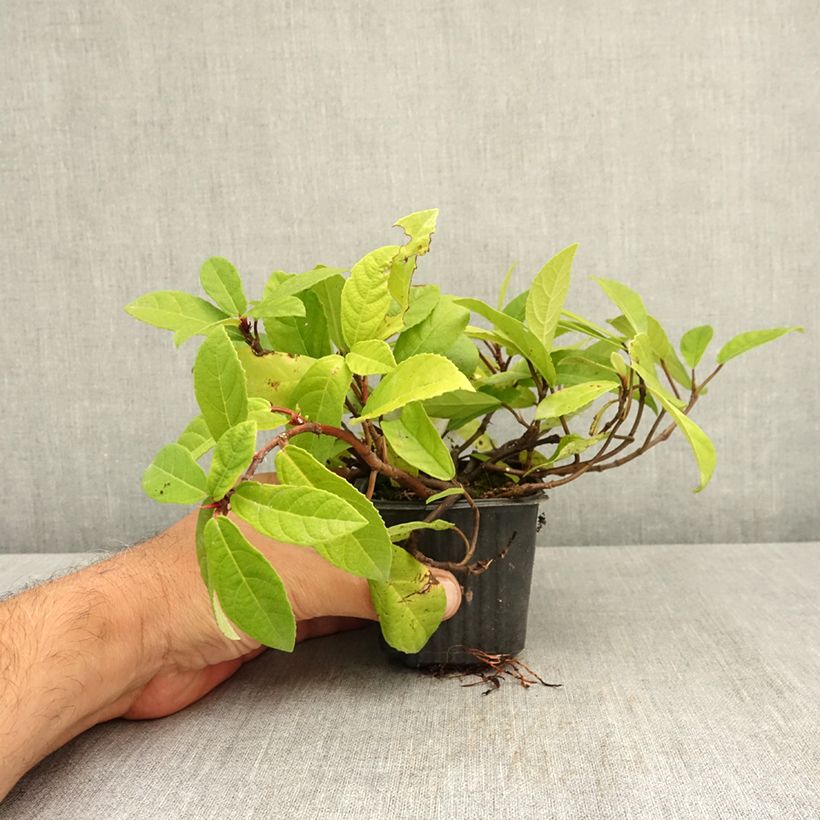 Spécimen de Ficus tikoua - Figuier des guêpes                           Godet de 8/9 cm tel que livré en été