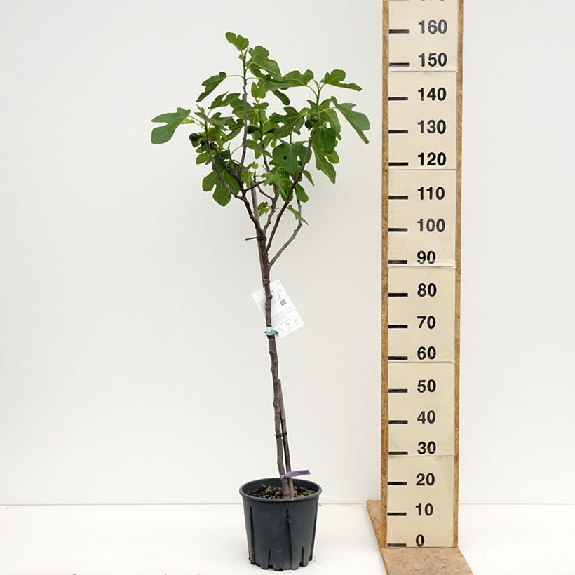 Example of Figuier Brown Turkey Pot de 7,5L/10L, Demi-Tige as you get in printemps