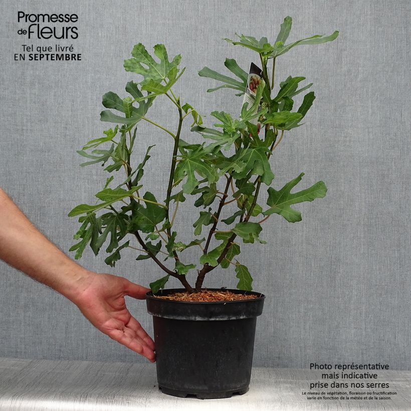 Spécimen de Figuier Brown Turkey Pot de 4L/5L, Scion tel que livré en automne