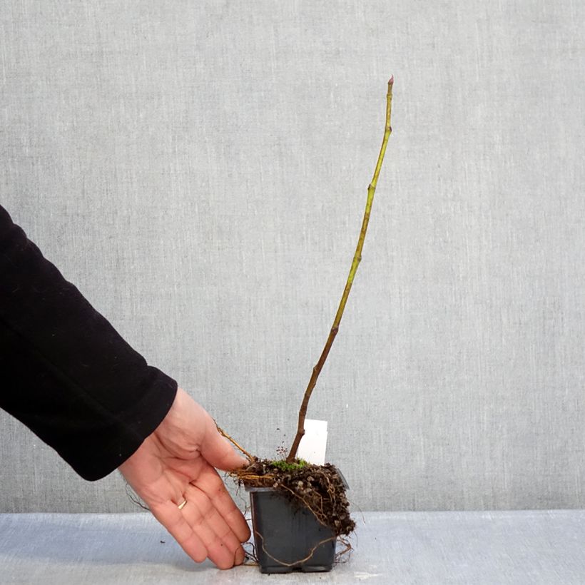 Example of Figuier Brown Turkey Godet de 8/9 cm as you get in hiver