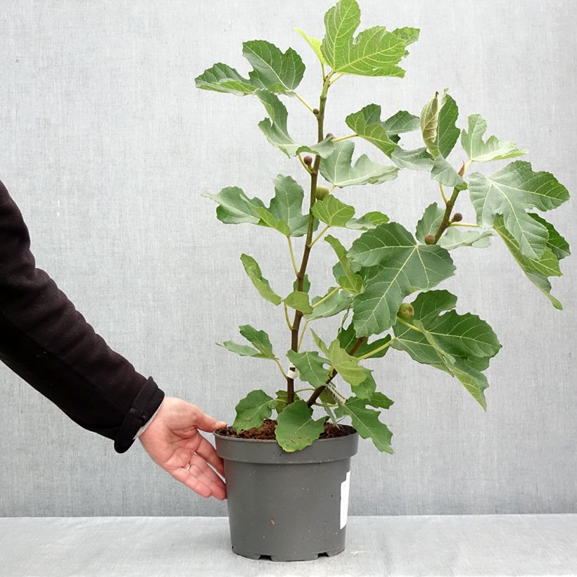 Spécimen de Figuier Brunswick - Ficus carica Pot de 4L/5L, Buisson, Ramifié tel que livré en automne